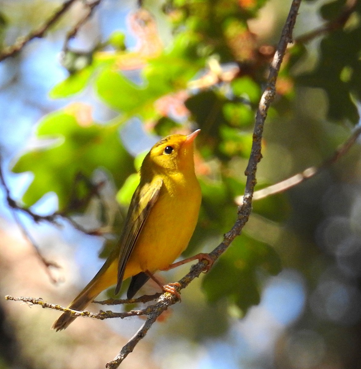 Wilson's Warbler - ML641403238