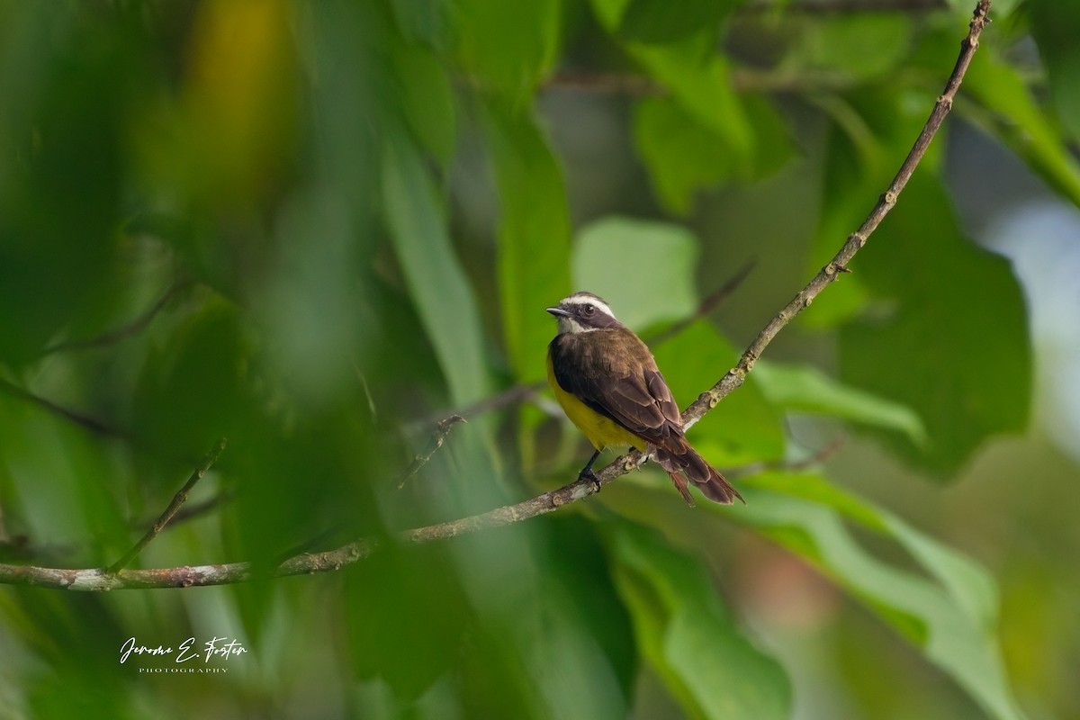 Social Flycatcher - ML641403239