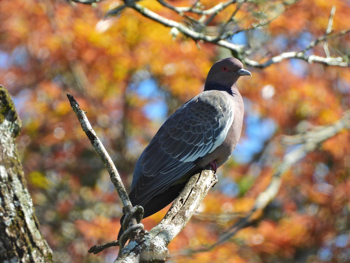 Picazuro Pigeon - ML641403240