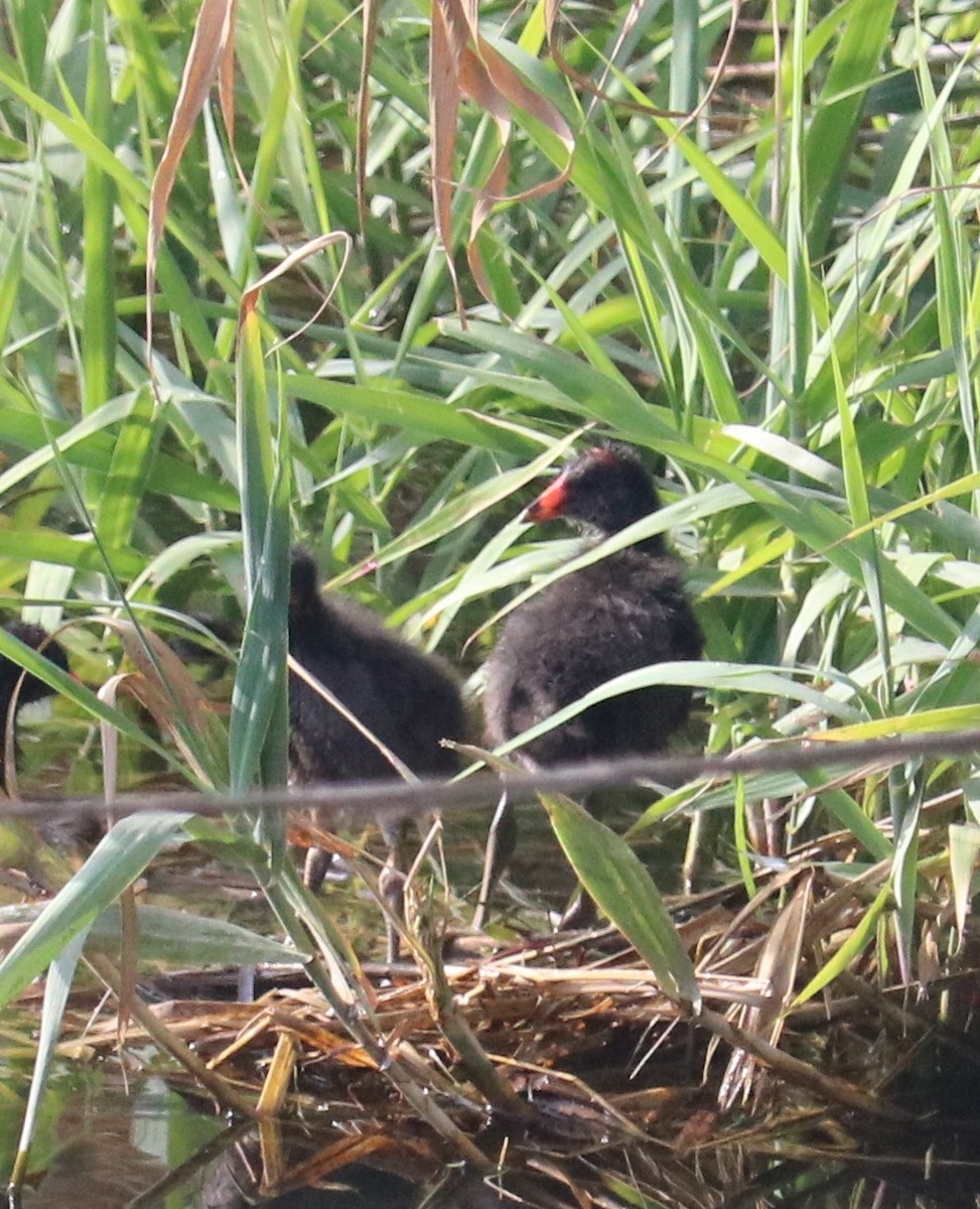Common Gallinule - ML641403241