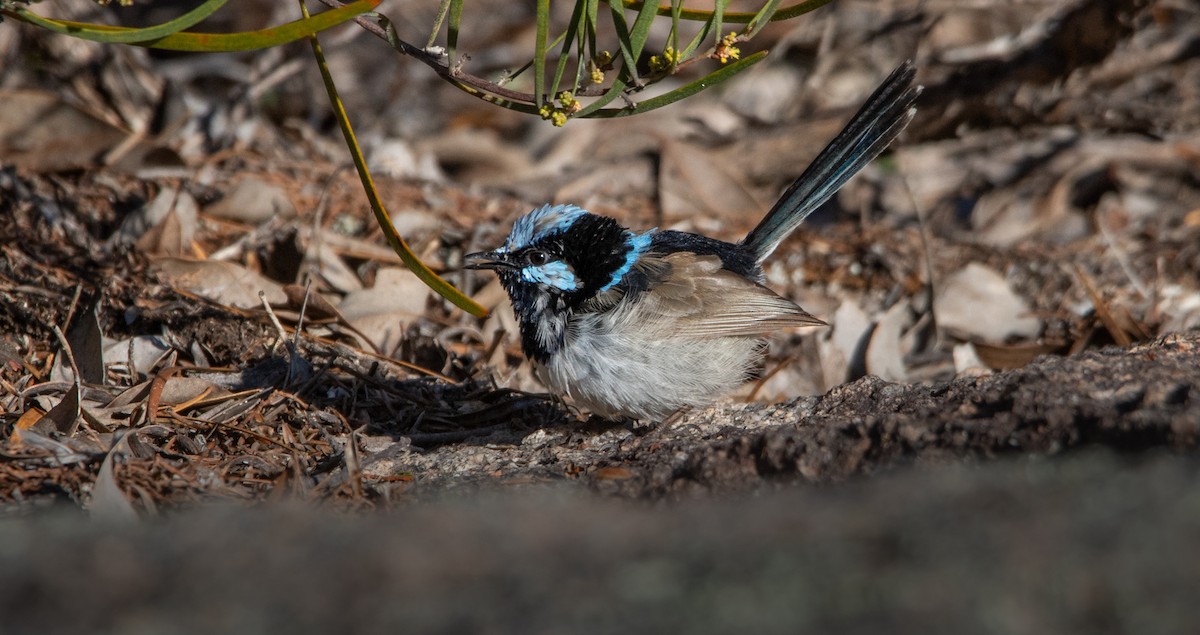 Superb Fairywren - ML641403263