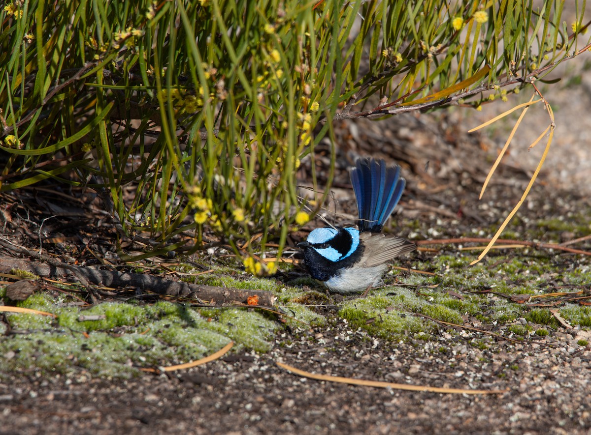 Superb Fairywren - ML641403264