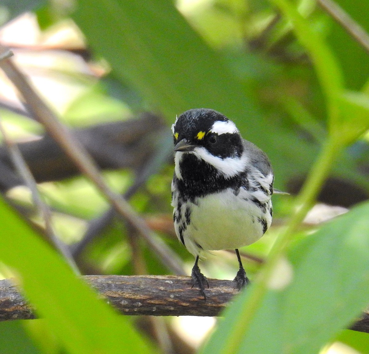 Black-throated Gray Warbler - ML641403269