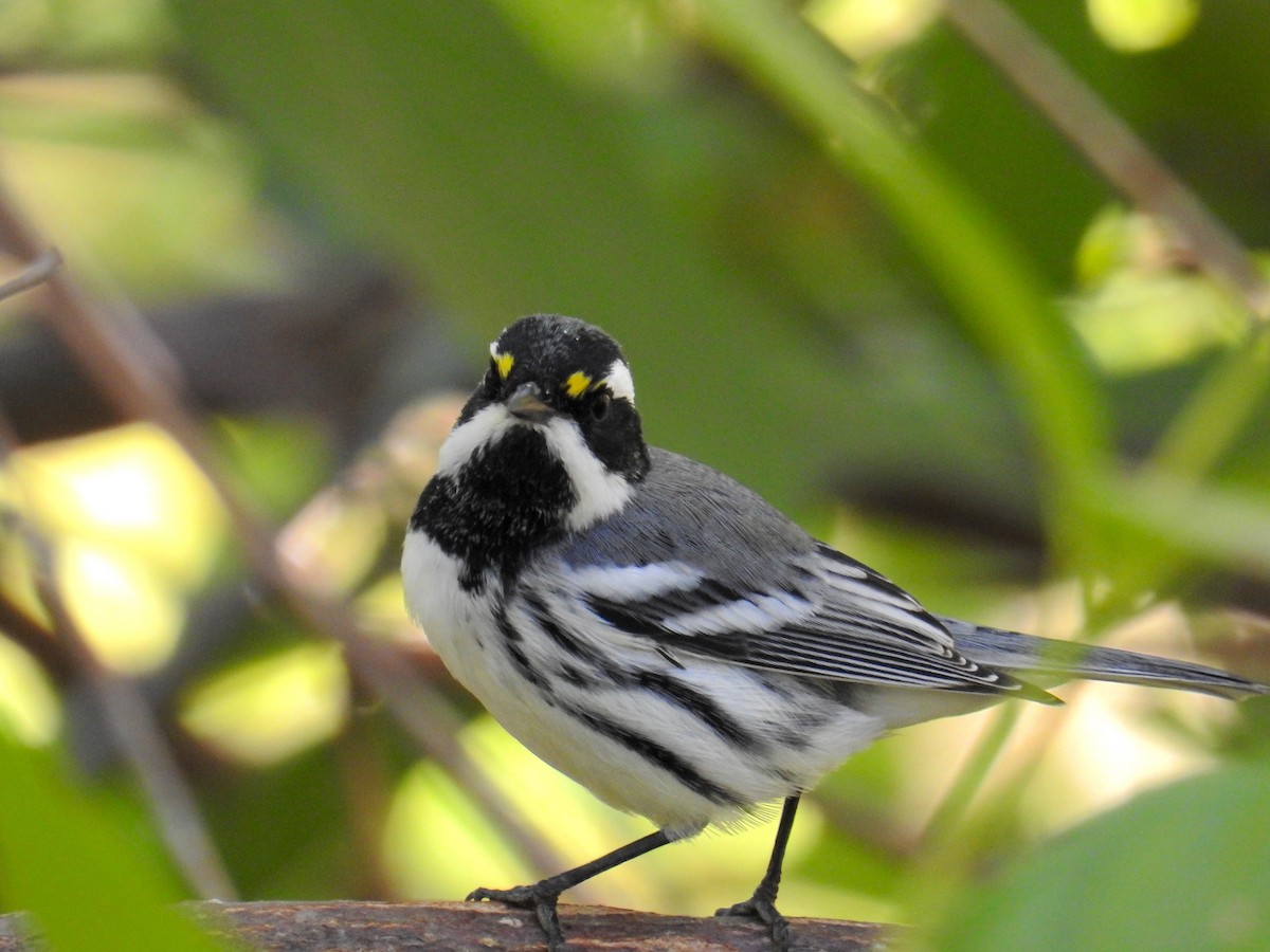 Black-throated Gray Warbler - ML641403270
