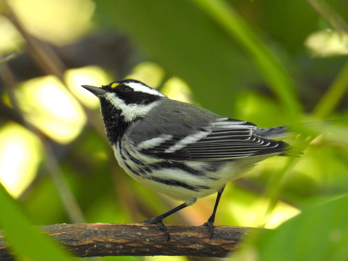 Black-throated Gray Warbler - ML641403271