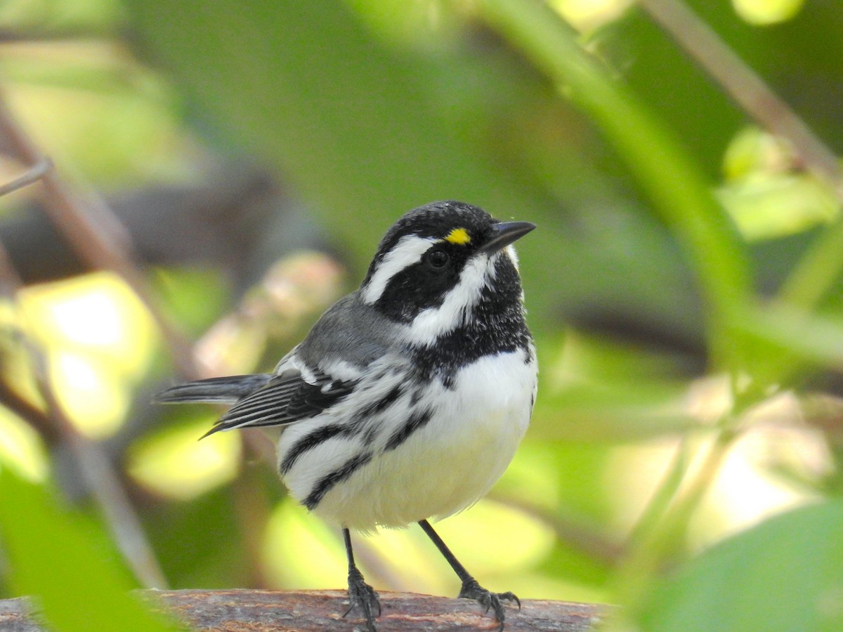 Black-throated Gray Warbler - ML641403272