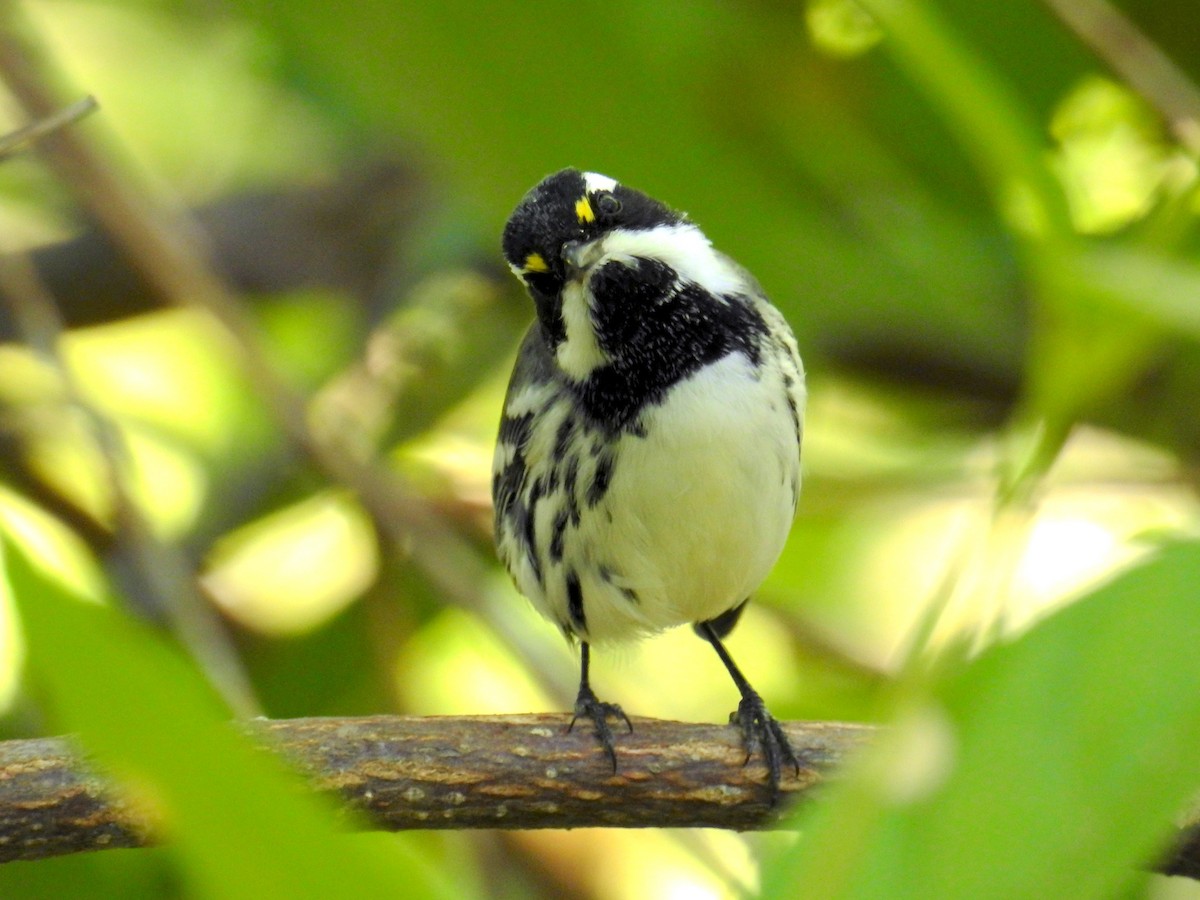 Black-throated Gray Warbler - ML641403273
