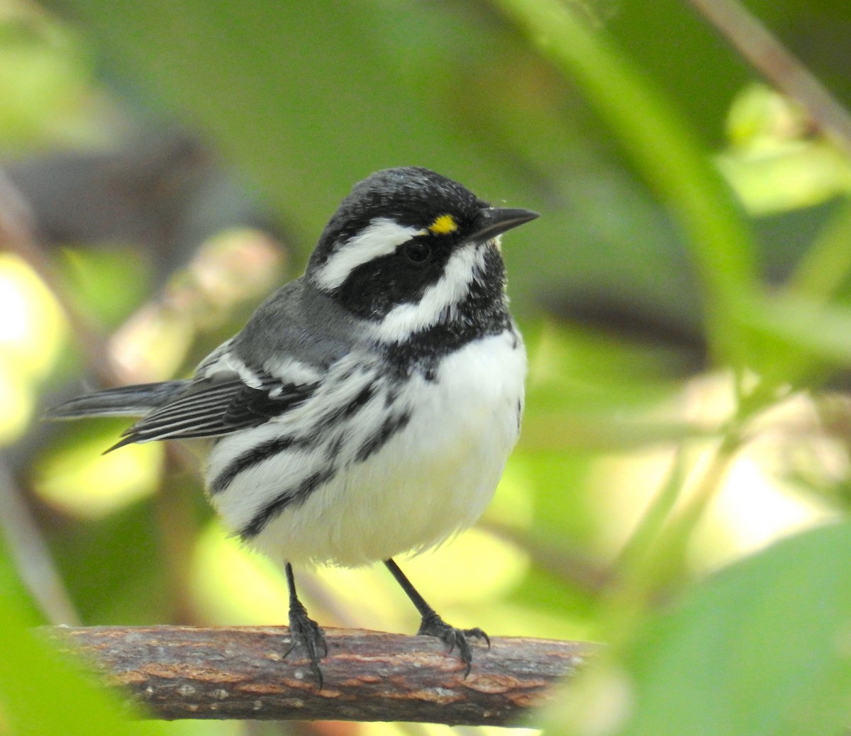 Black-throated Gray Warbler - ML641403274