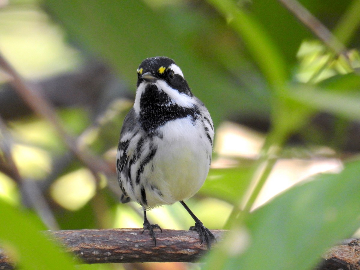 Black-throated Gray Warbler - ML641403275