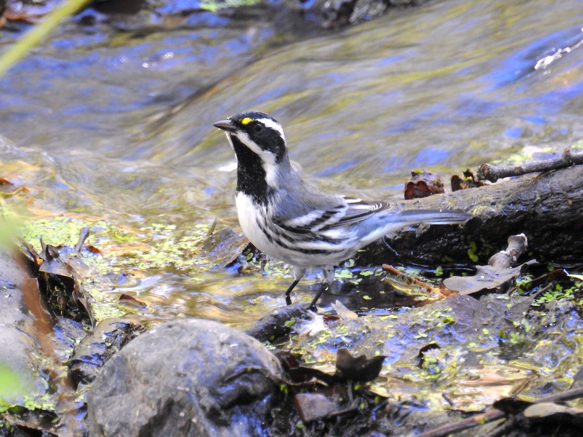 Black-throated Gray Warbler - ML641403276