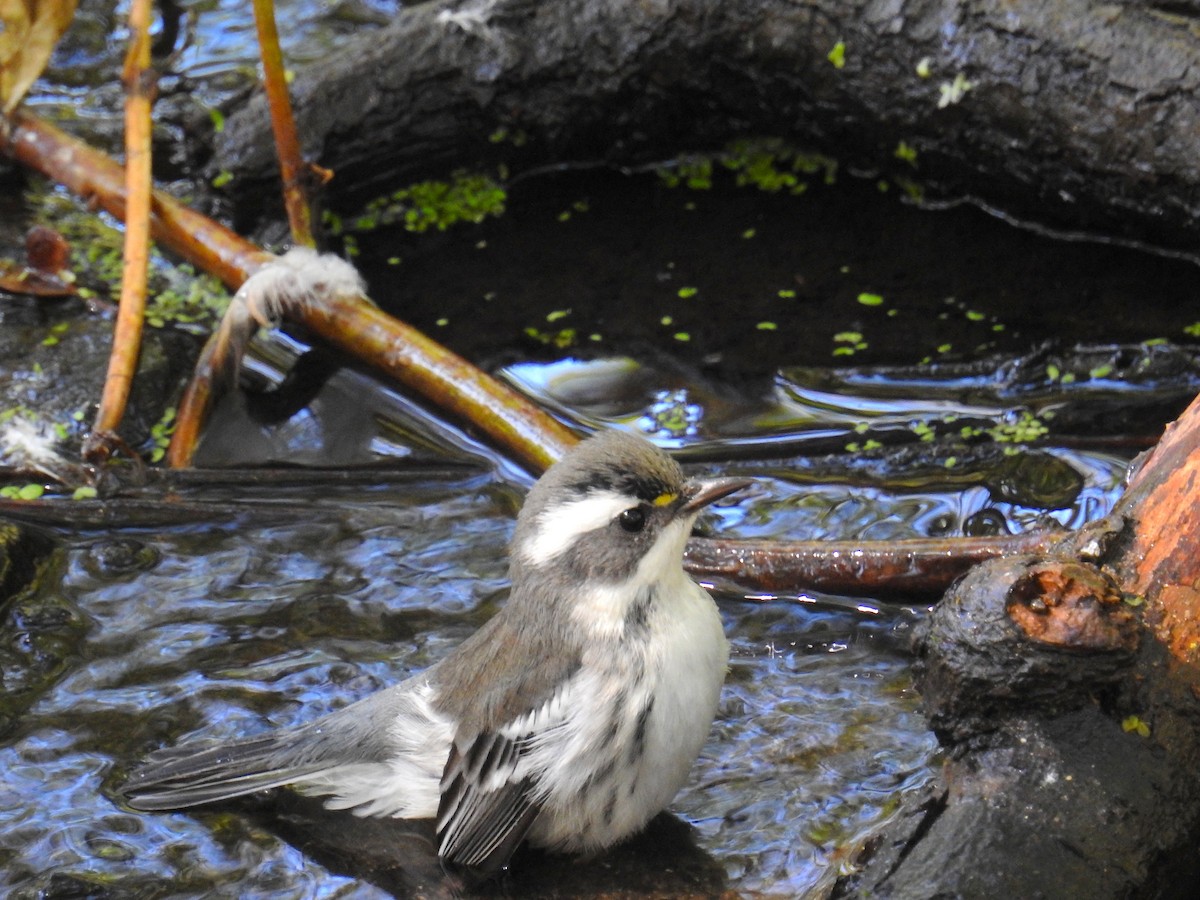 Black-throated Gray Warbler - ML641403279
