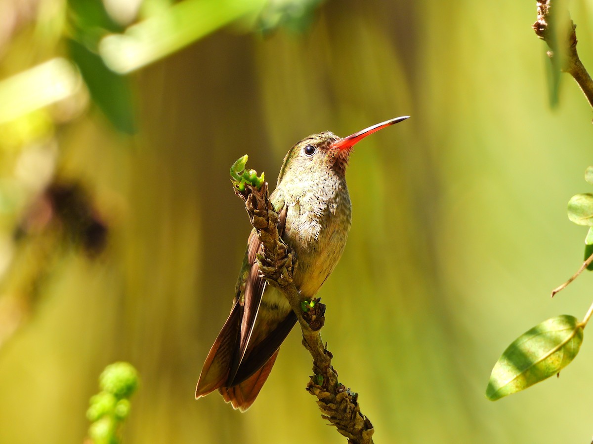 Gilded Hummingbird - ML641403281