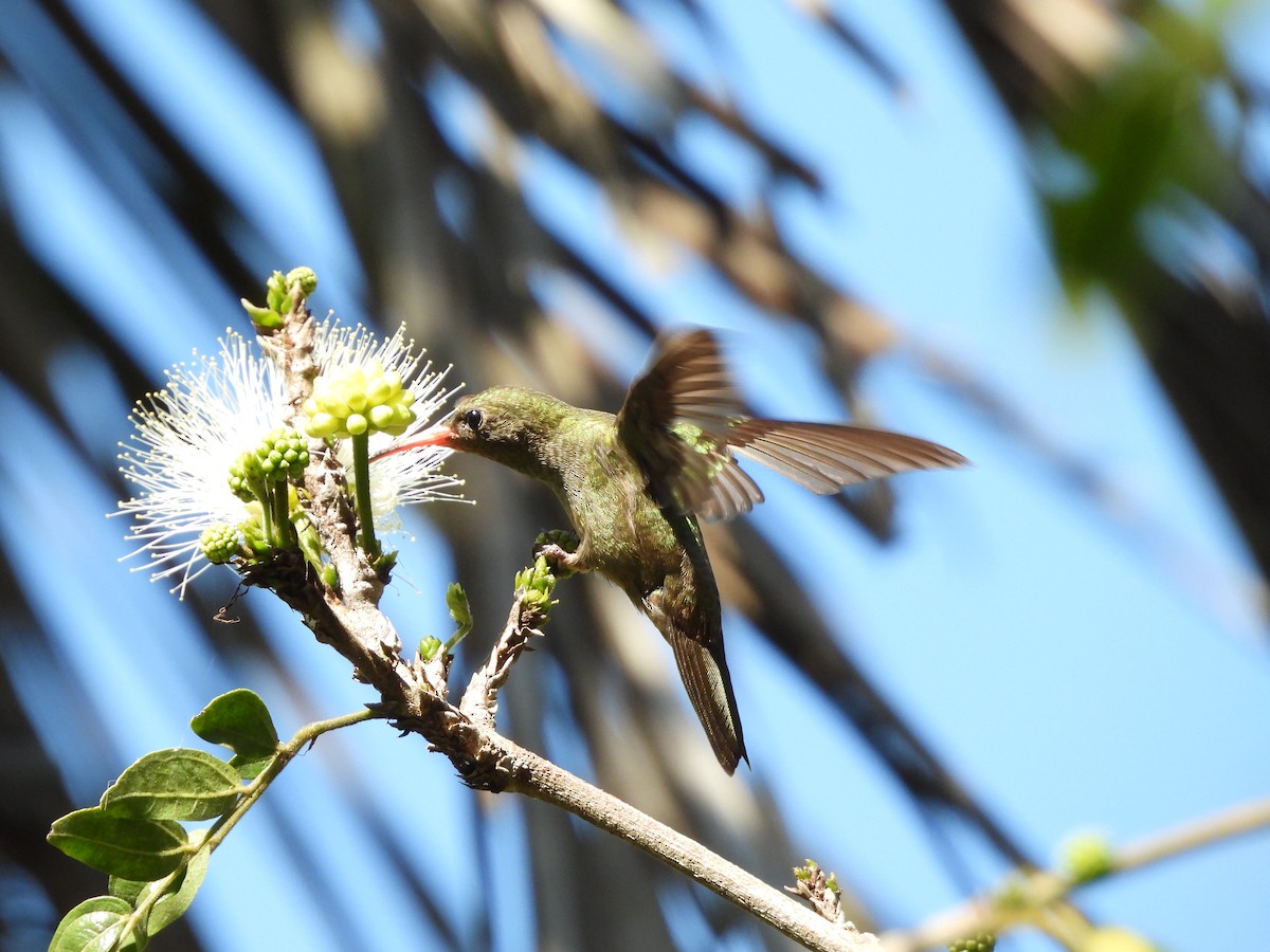 Gilded Hummingbird - ML641403282