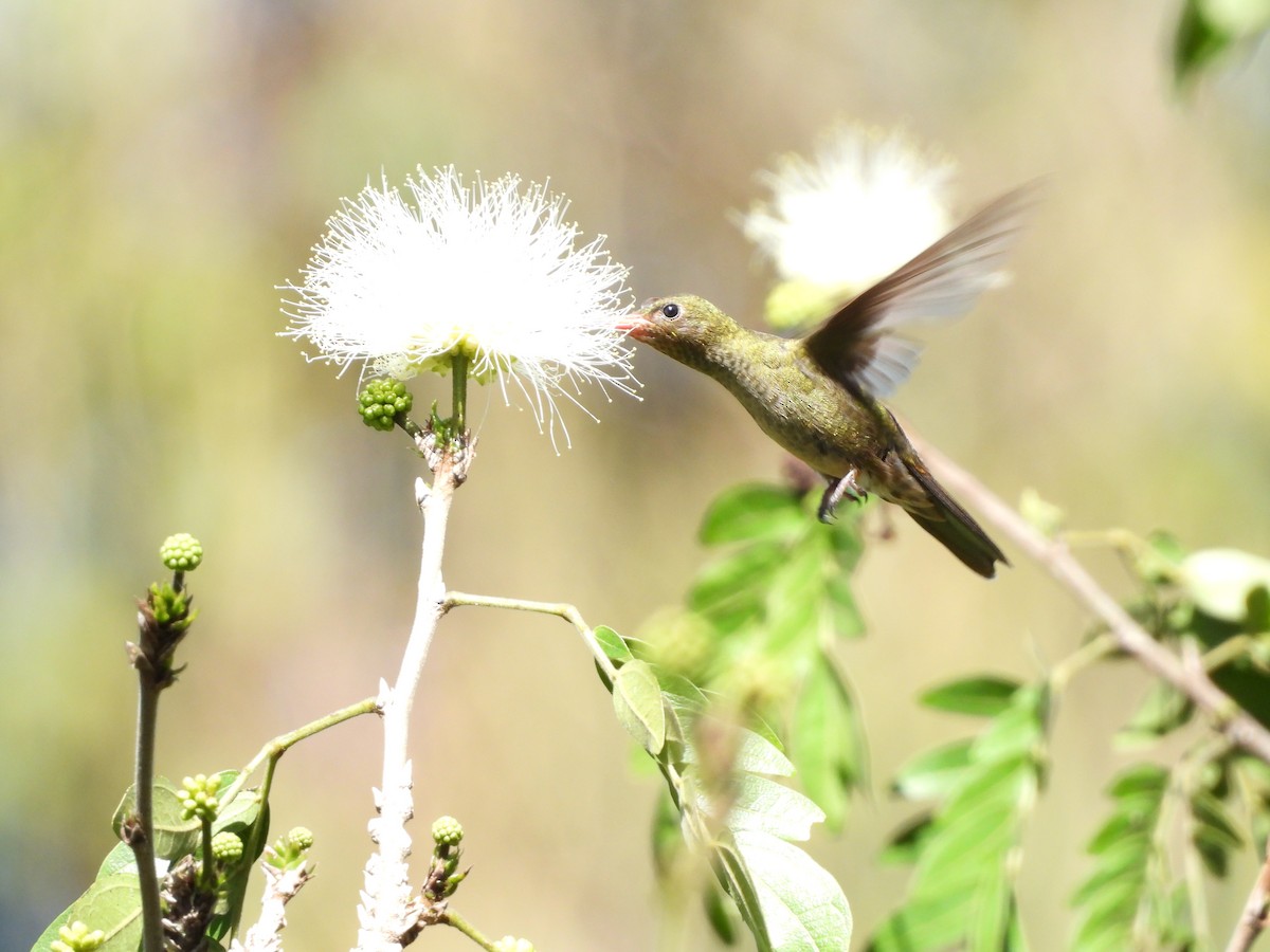 Gilded Hummingbird - ML641403283