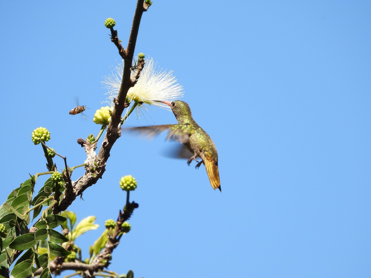 Gilded Hummingbird - ML641403284
