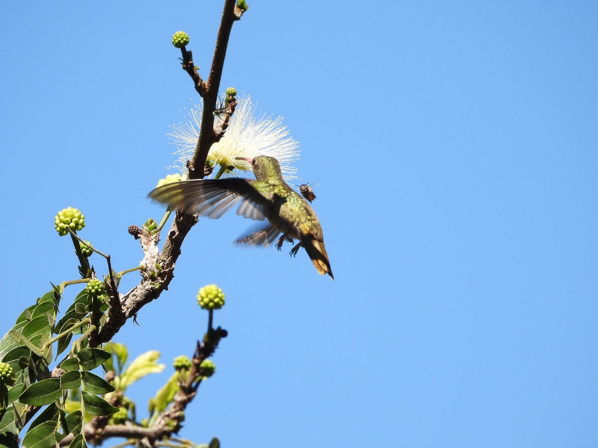 Gilded Hummingbird - ML641403286
