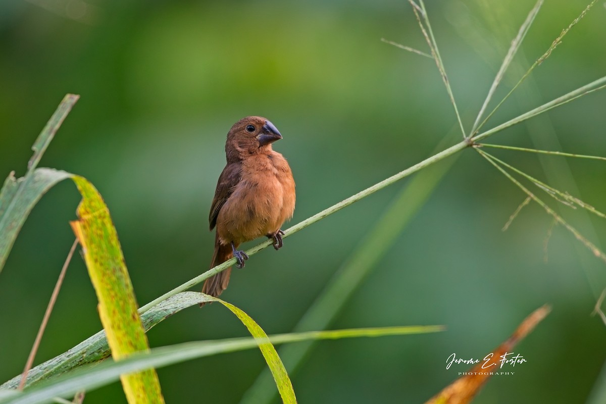 Thick-billed Seed-Finch - ML641403287