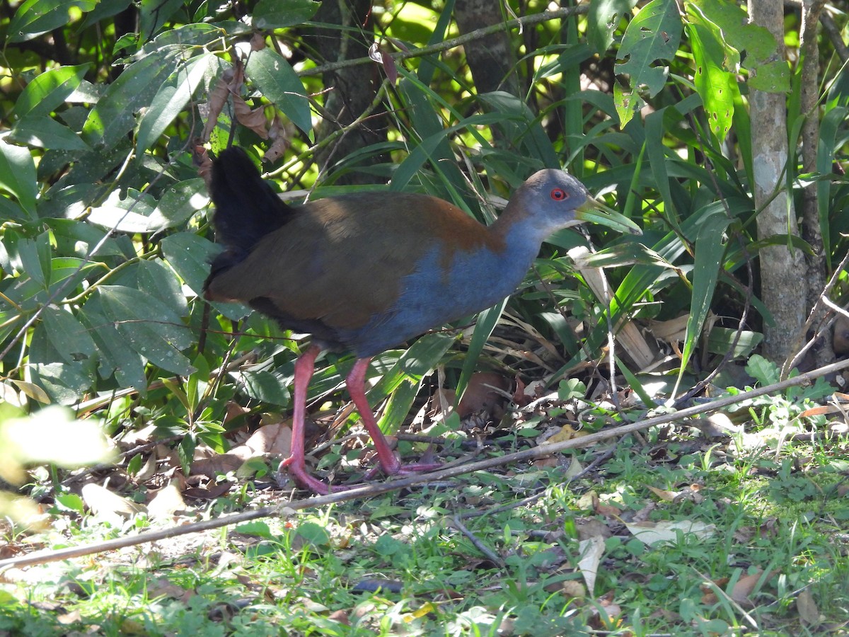 Slaty-breasted Wood-Rail - ML641403298
