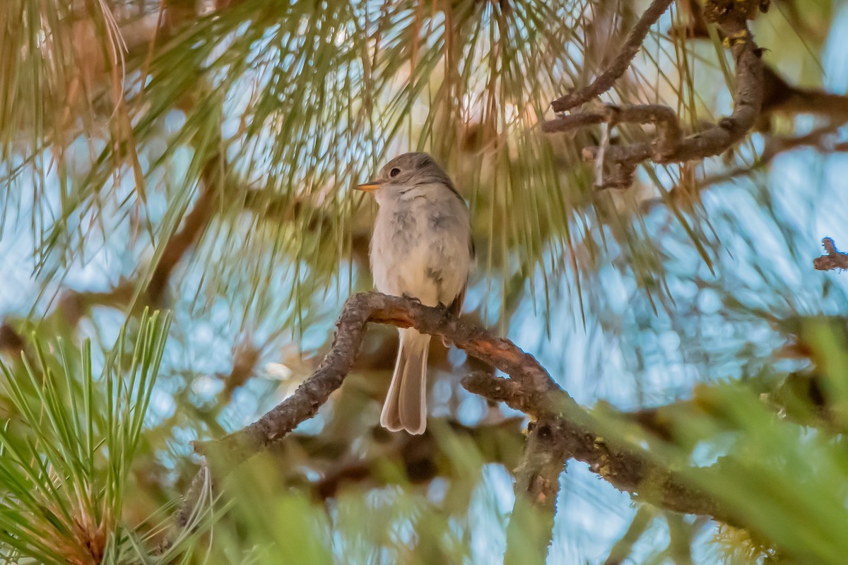 Gray Flycatcher - ML641403300