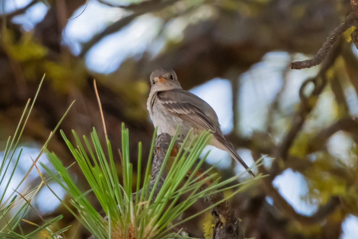 Gray Flycatcher - ML641403301