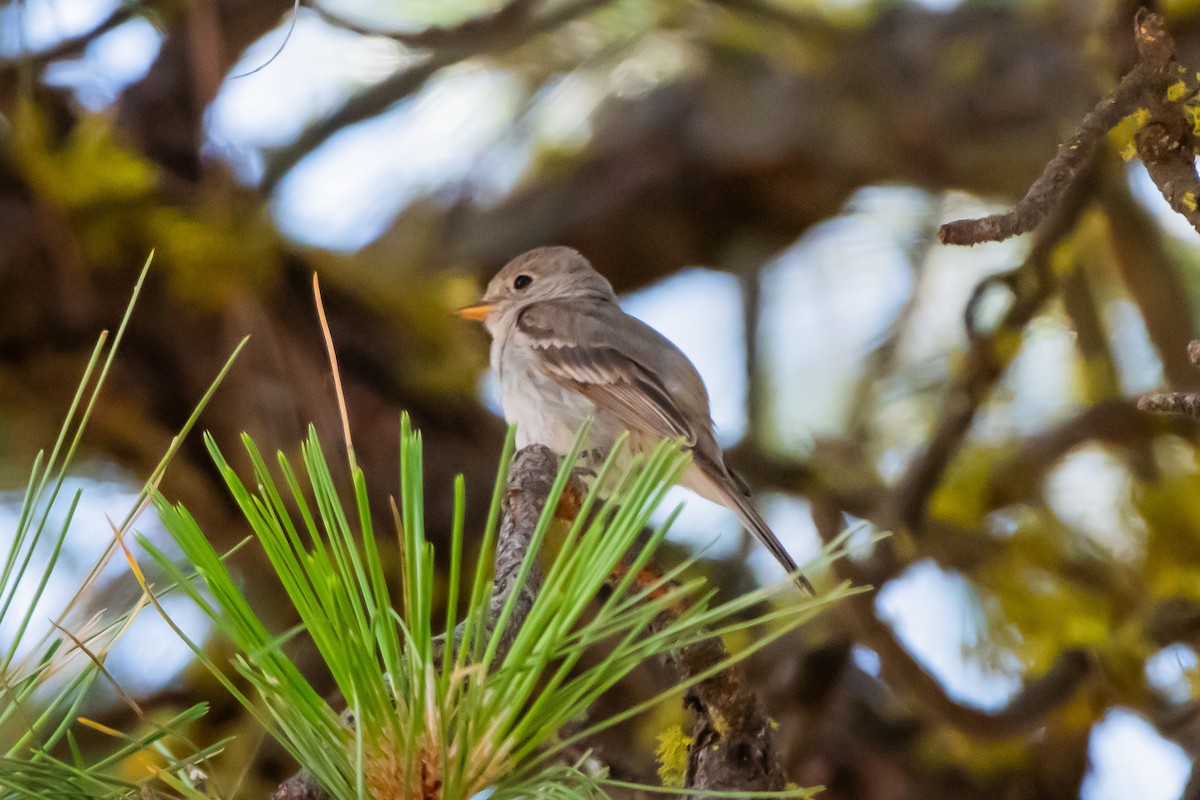 Gray Flycatcher - ML641403302