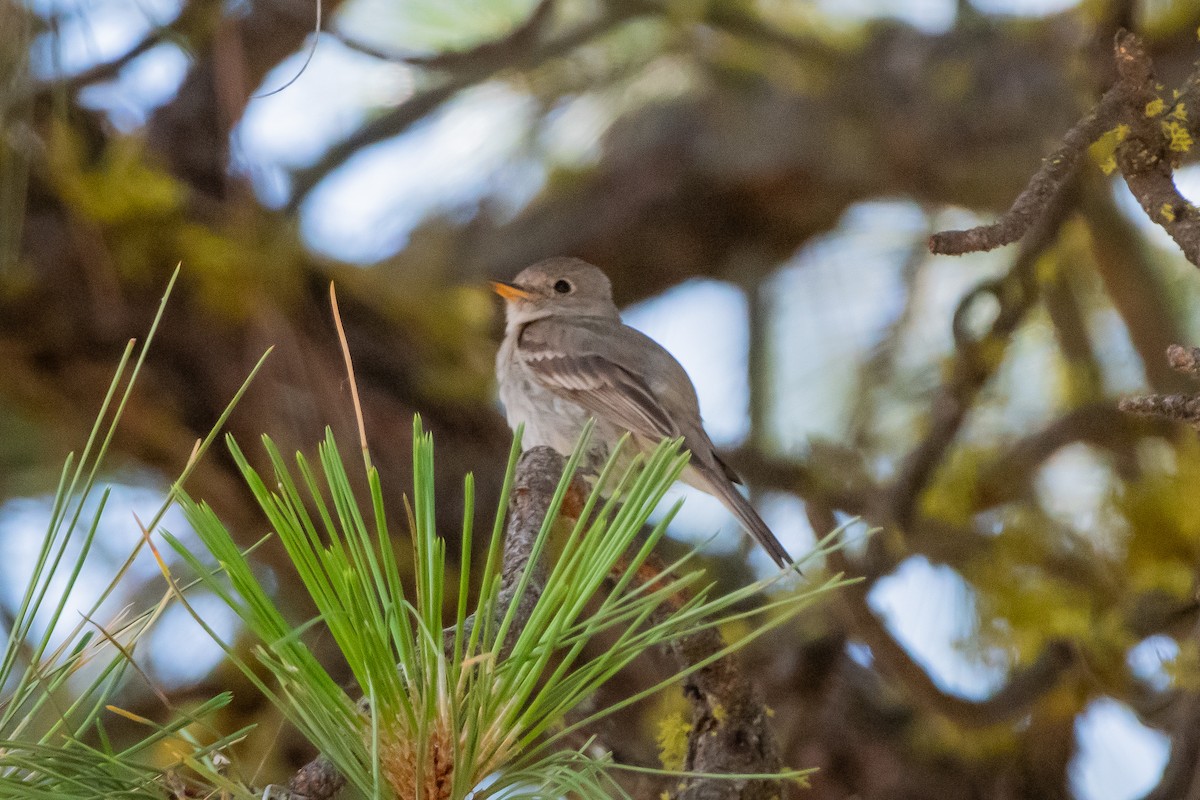 Gray Flycatcher - ML641403304