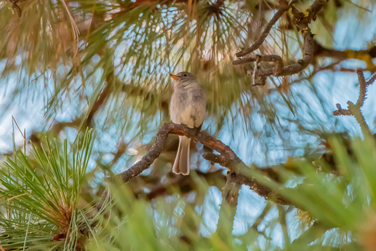 Gray Flycatcher - ML641403305