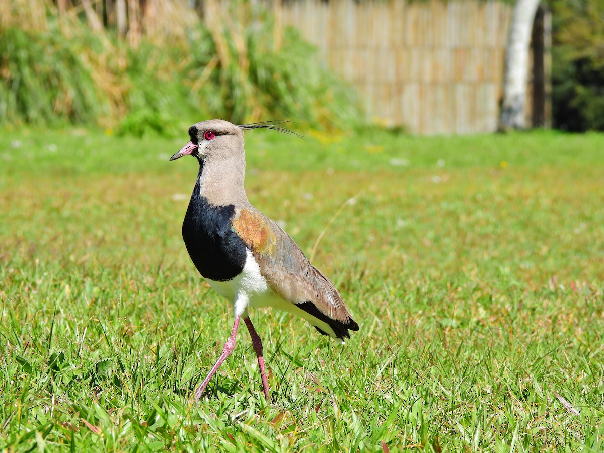 Southern Lapwing - ML641403312