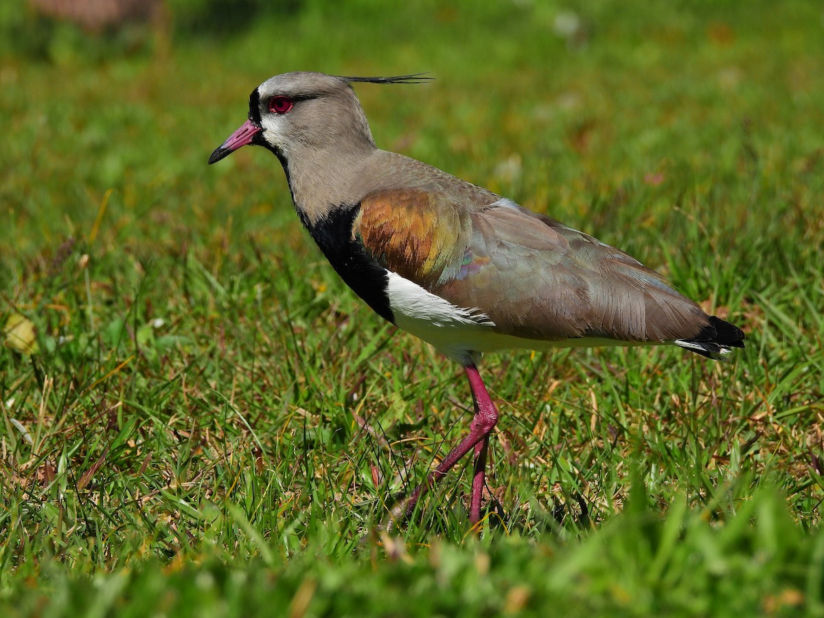 Southern Lapwing - ML641403313