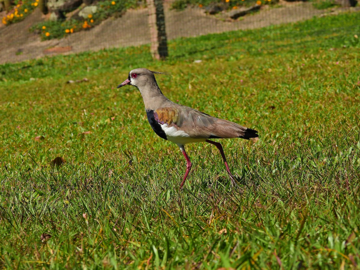 Southern Lapwing - ML641403317