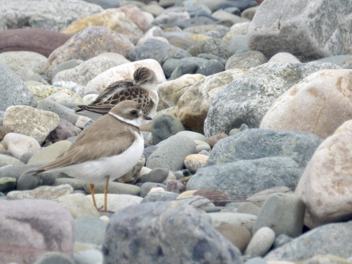 Semipalmated Plover - ML641403320
