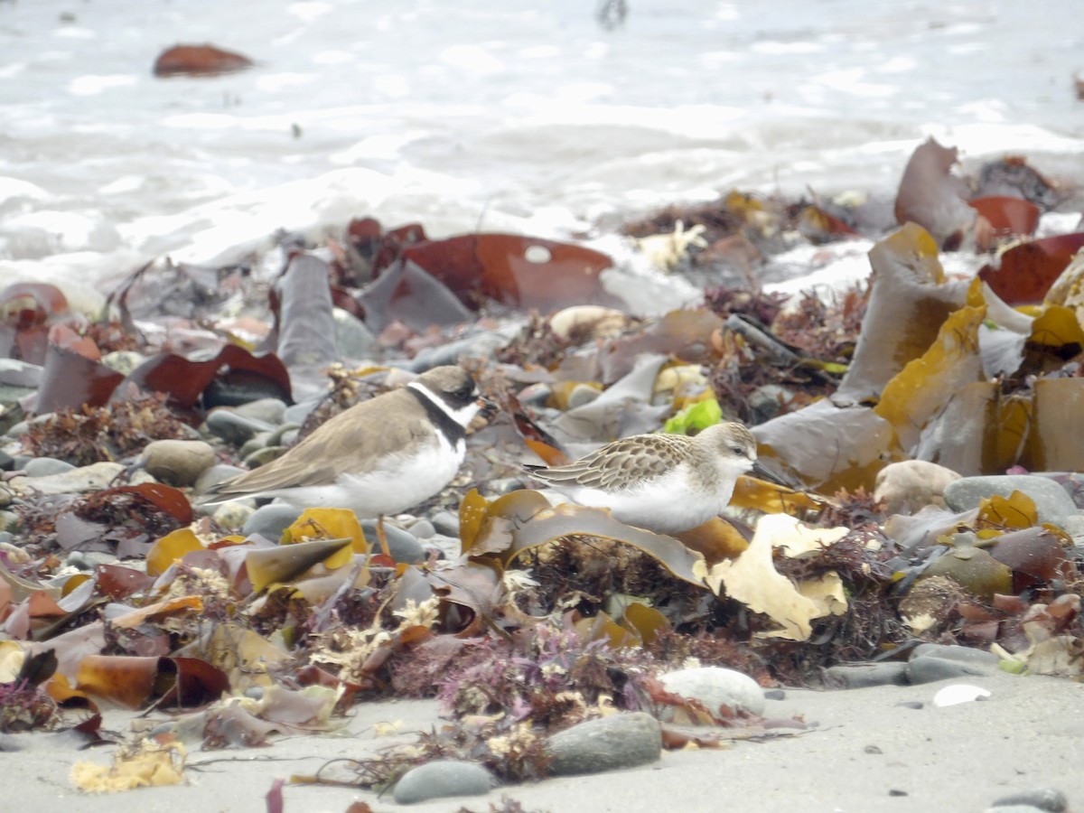 Semipalmated Plover - ML641403321