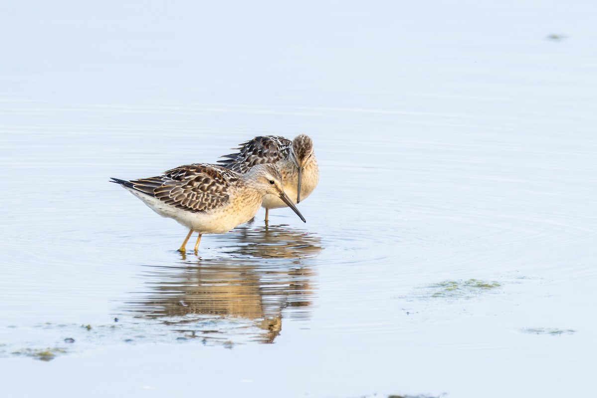 Stilt Sandpiper - ML641403322