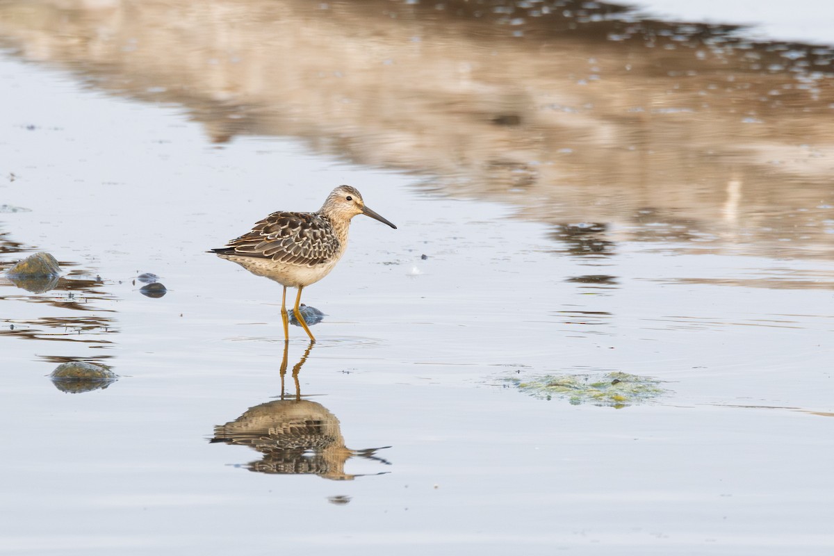 Stilt Sandpiper - ML641403323
