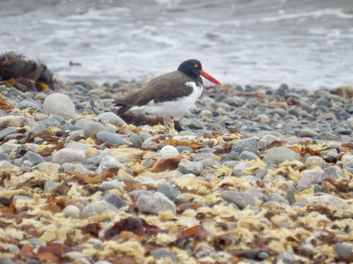 American Oystercatcher - ML641403326