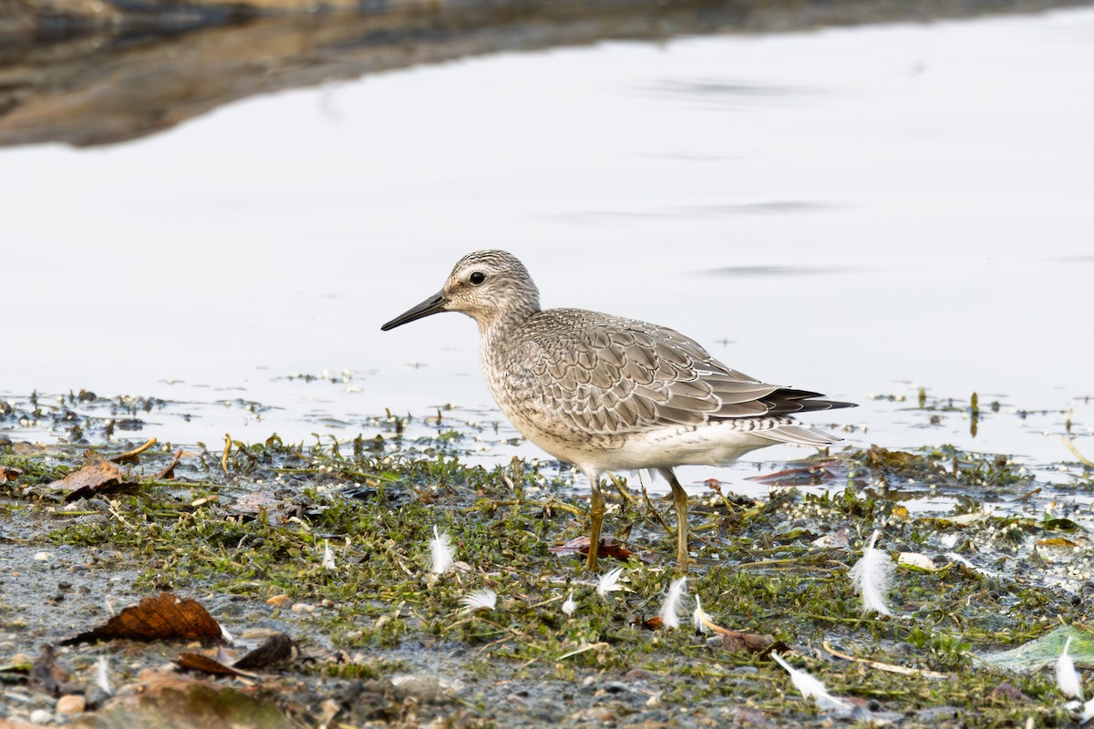 Red Knot - ML641403329