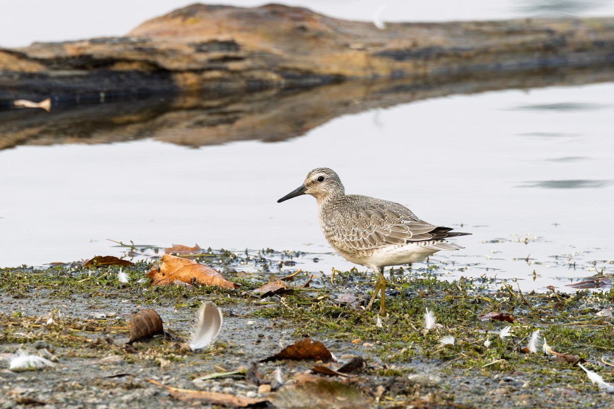 Red Knot - ML641403330
