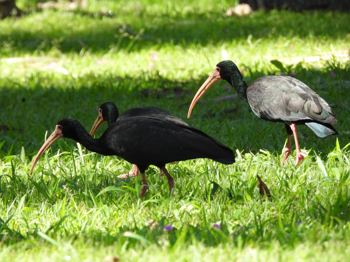 Bare-faced Ibis - ML641403333