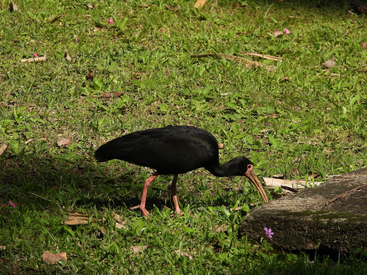 Bare-faced Ibis - ML641403334