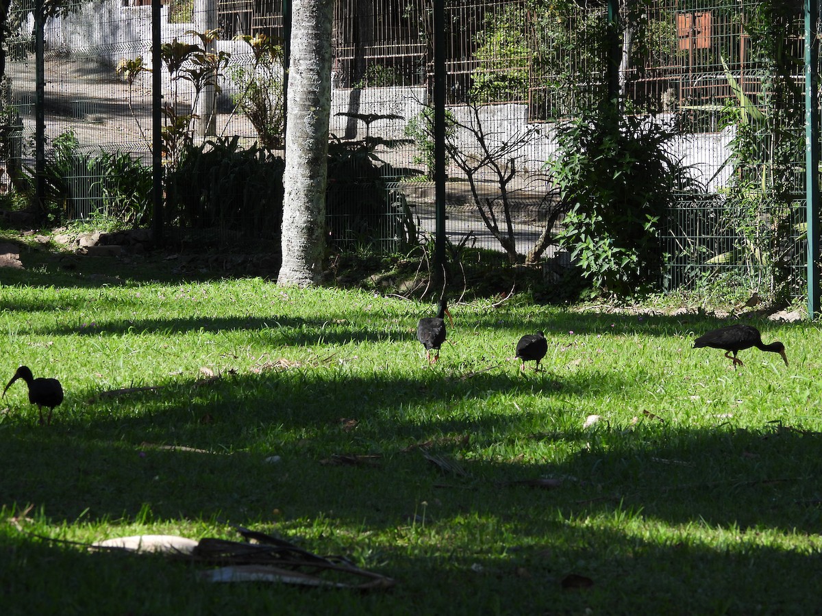 Bare-faced Ibis - ML641403336