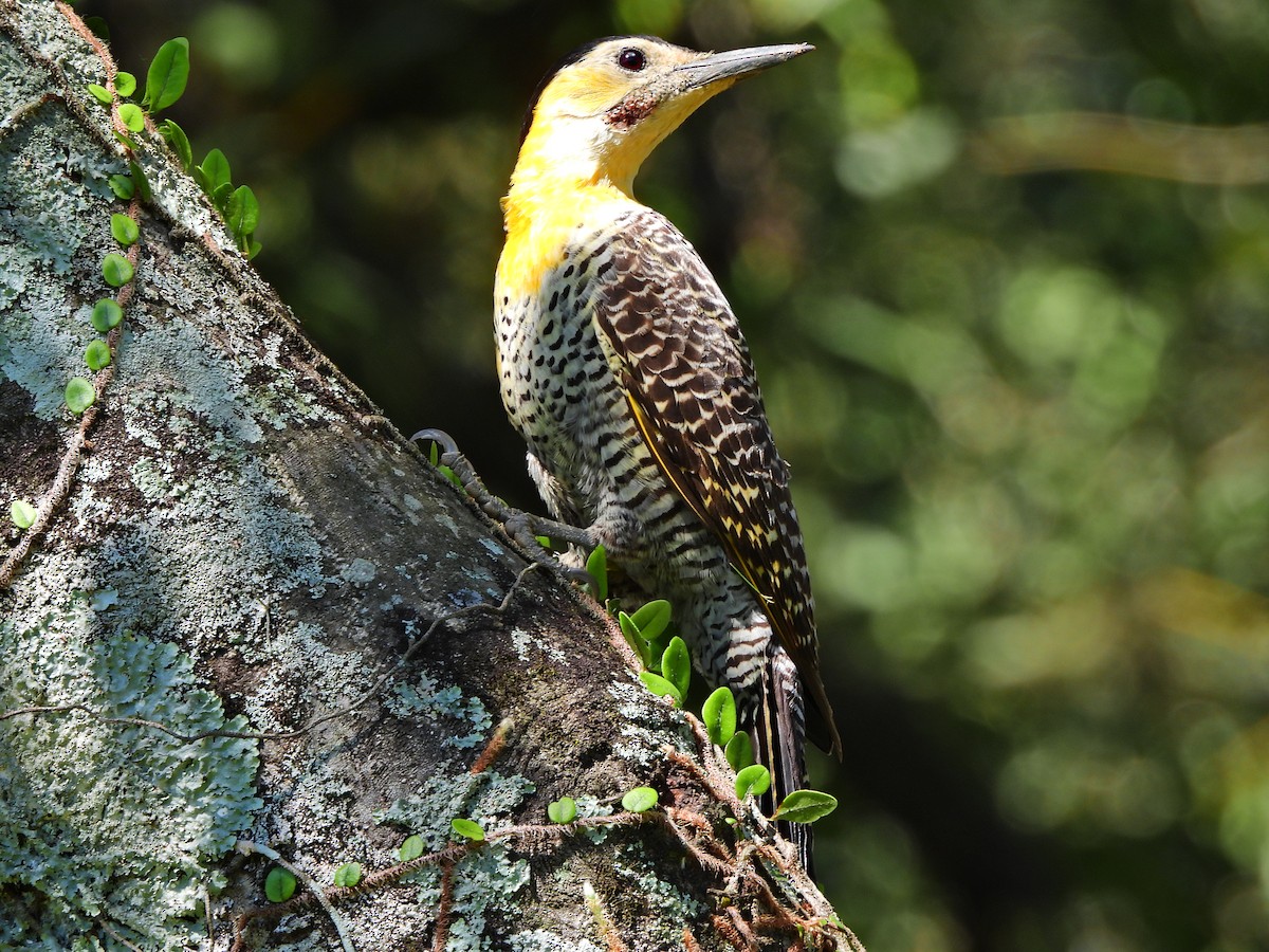 Campo Flicker - ML641403349