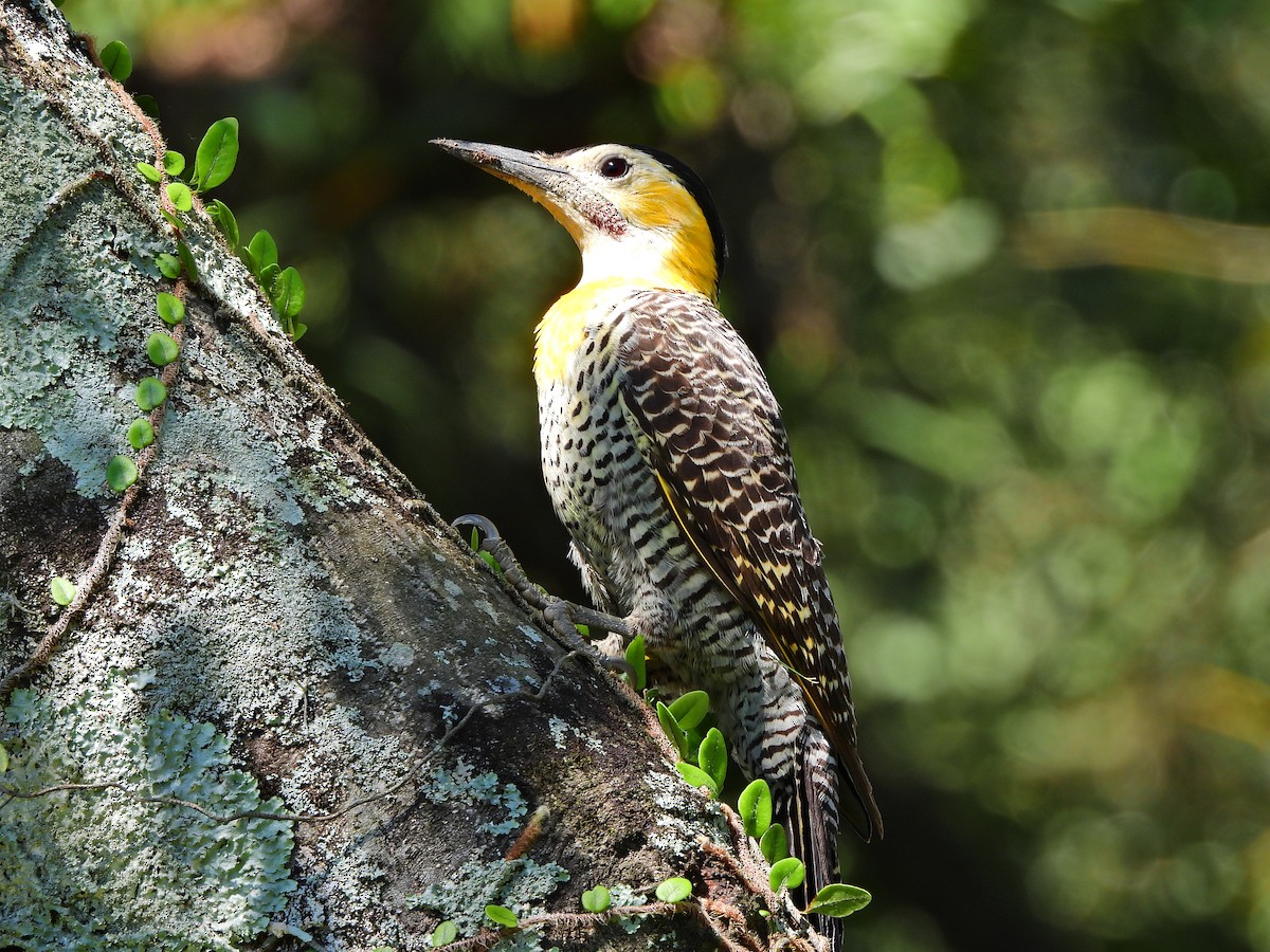 Campo Flicker - ML641403351