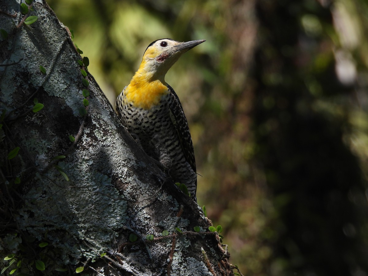 Campo Flicker - ML641403352