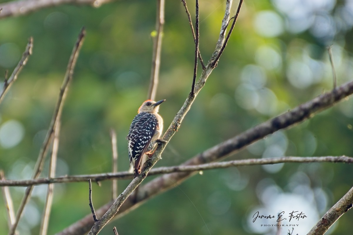 Red-crowned Woodpecker - ML641403354