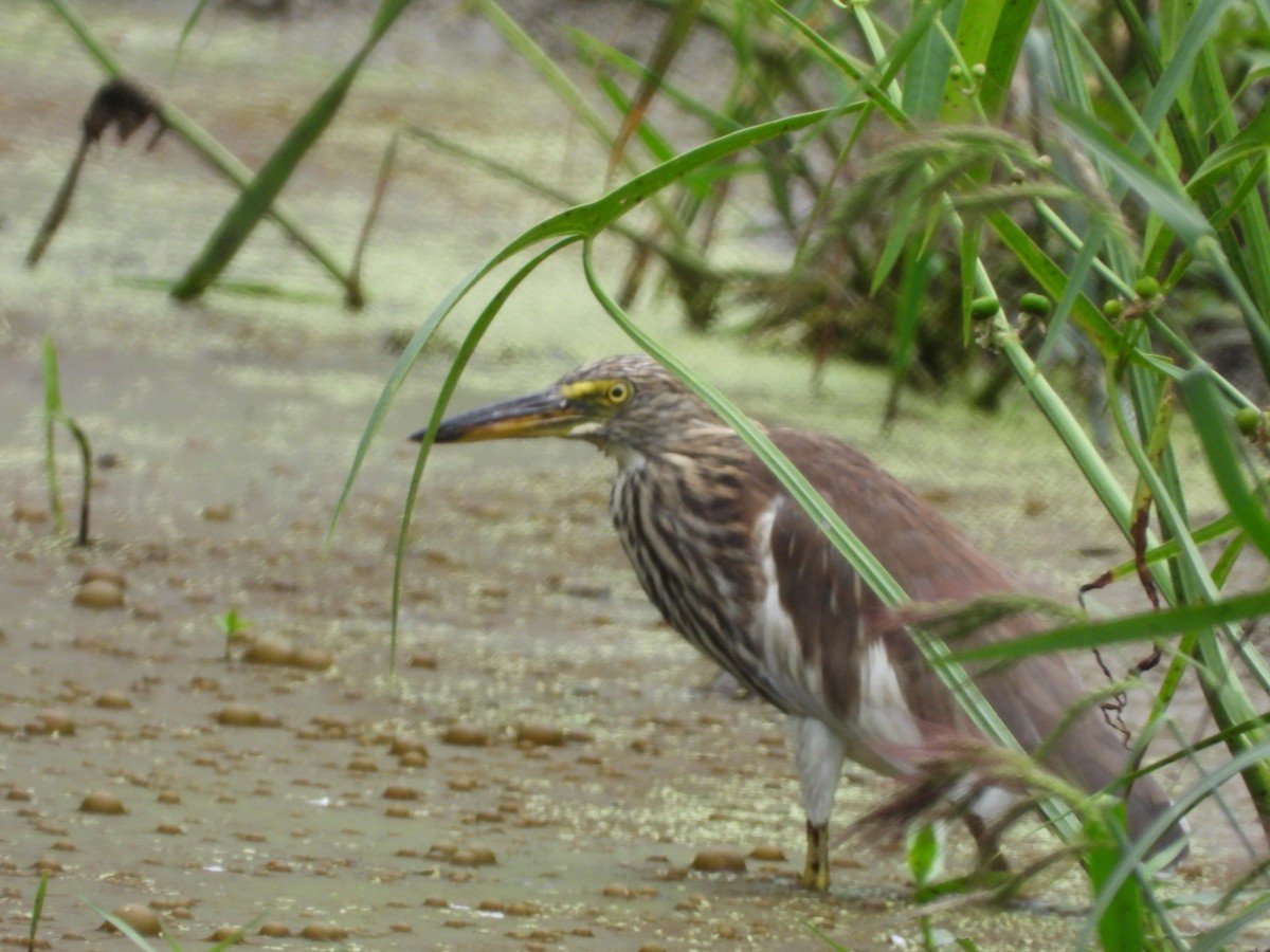 Chinese Pond-Heron - ML641403357