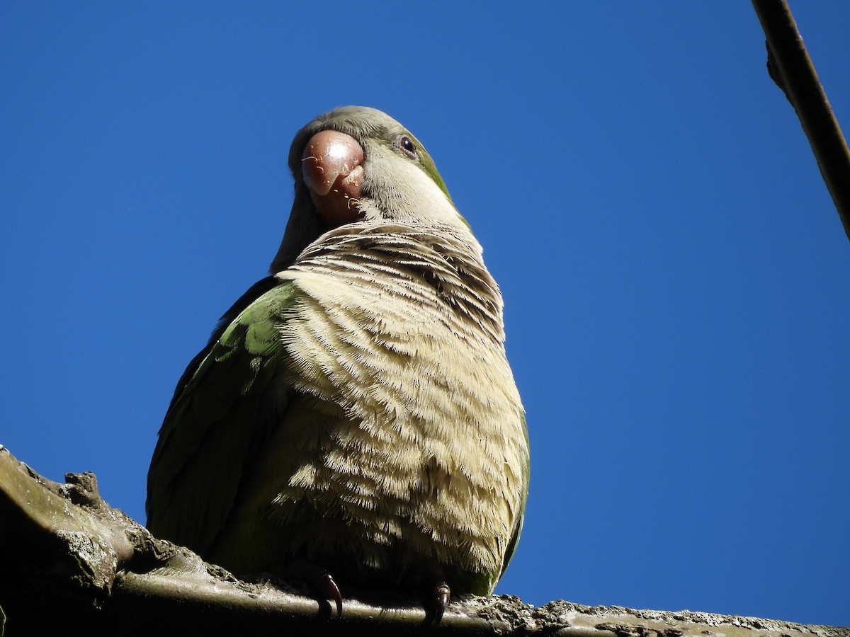 Monk Parakeet - ML641403359