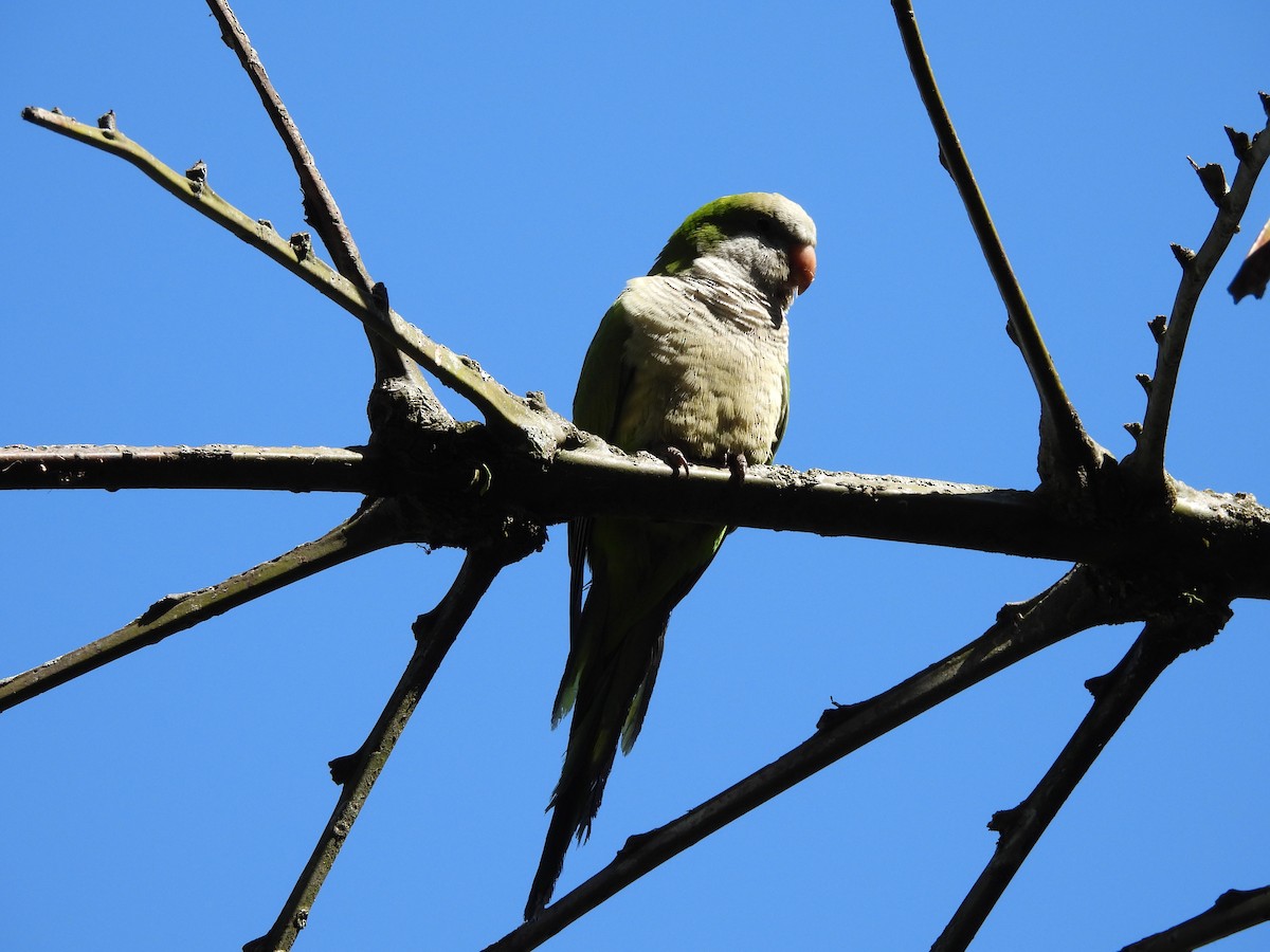 Monk Parakeet - ML641403360