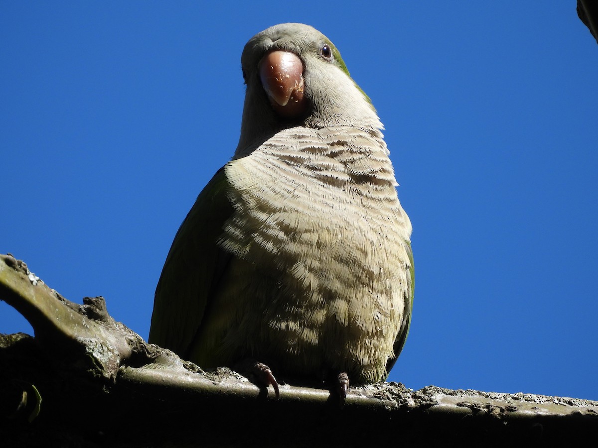 Monk Parakeet - ML641403361