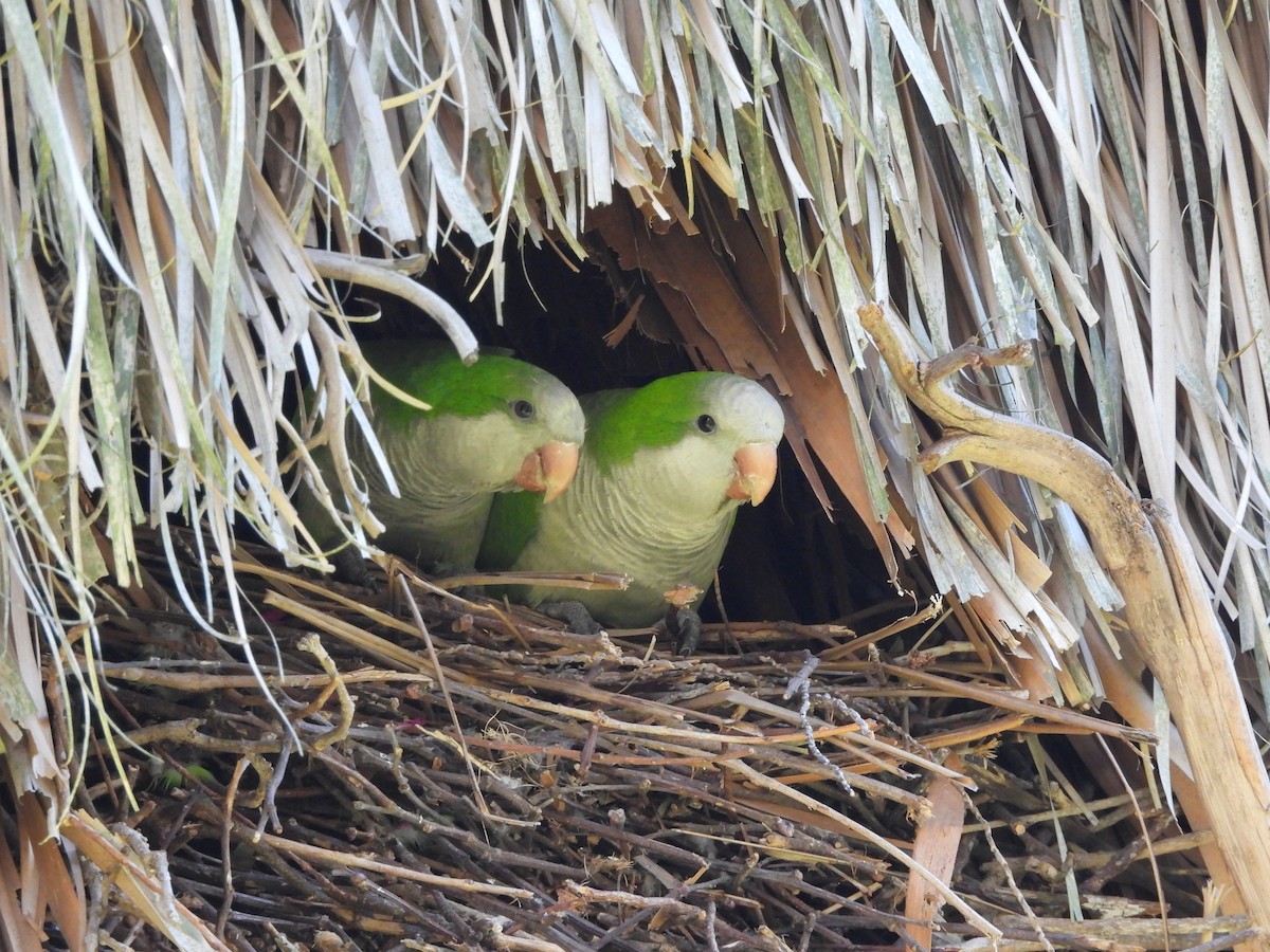 Monk Parakeet - ML641403363