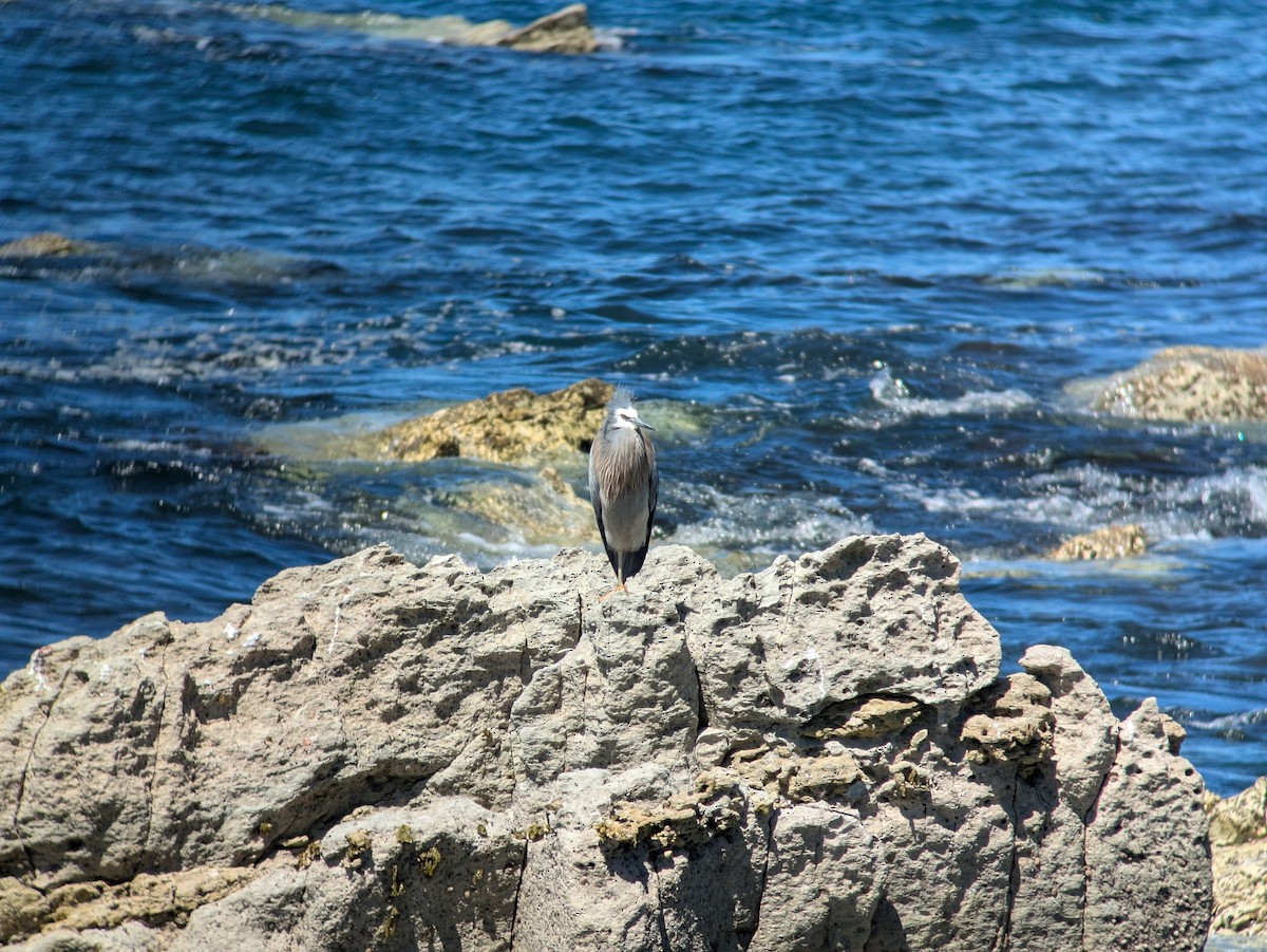White-faced Heron - ML641403371